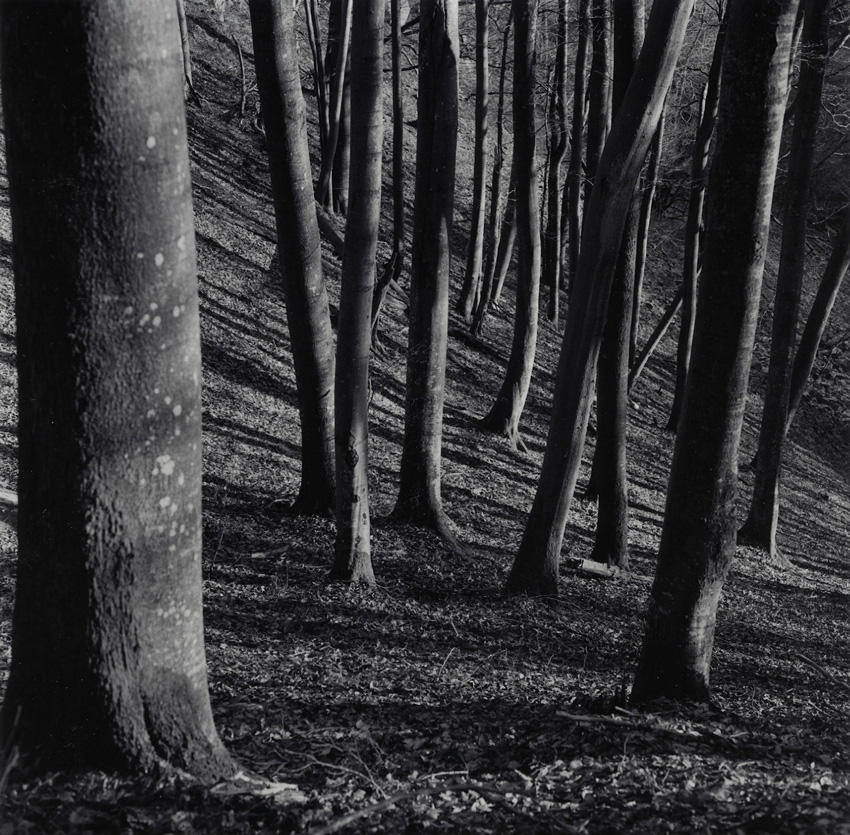Beech forest 3