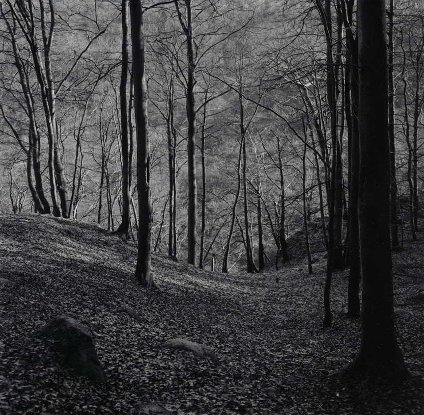 Beech forest1