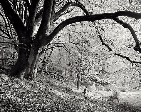 Beech on a bank