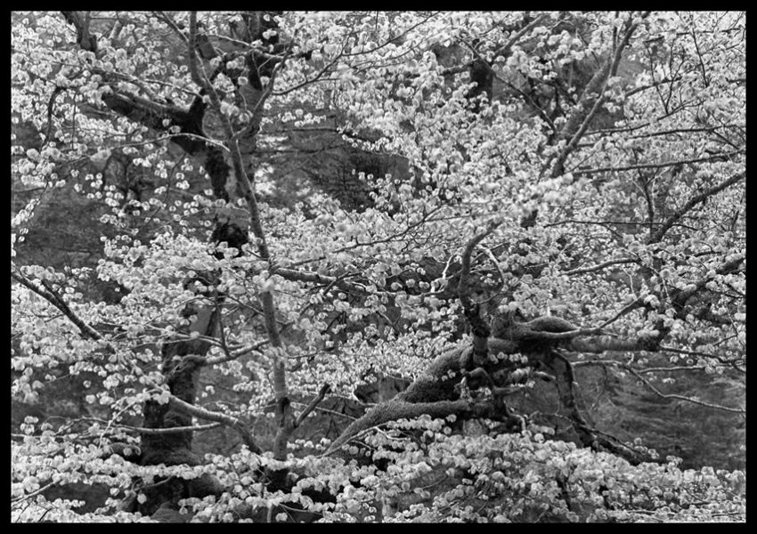 Beech Tree With Spring Leaves