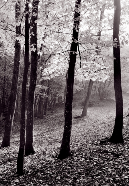 Beech Trees