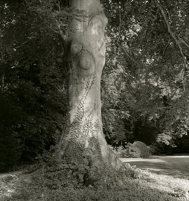 Beech