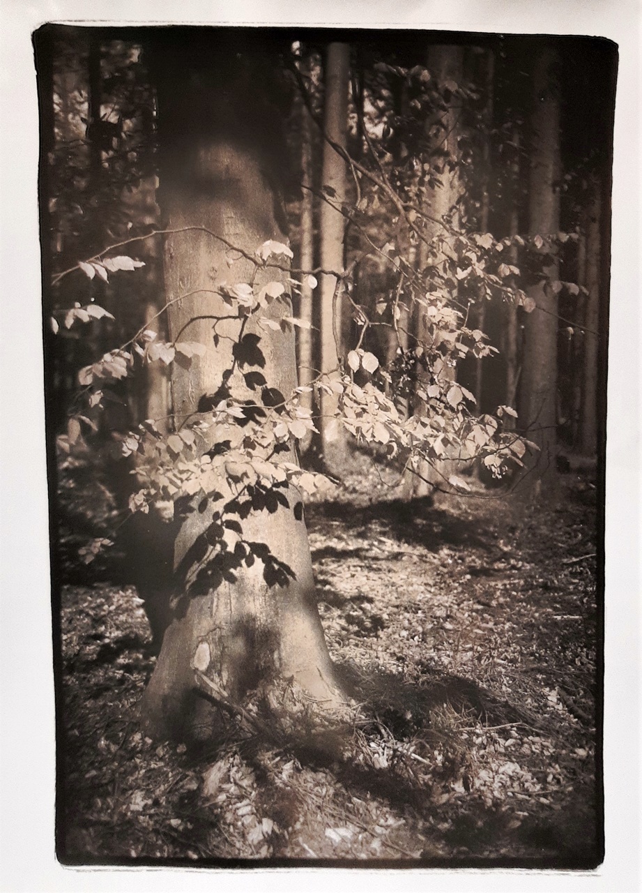 Beech