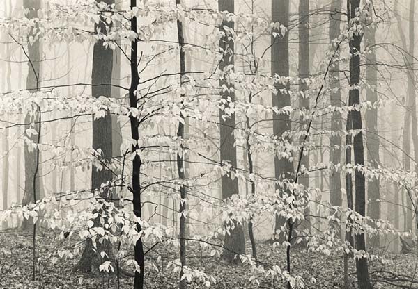 Beeches In Winter