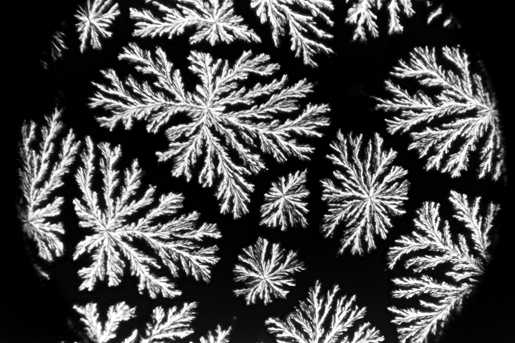 Beerenol Crystals