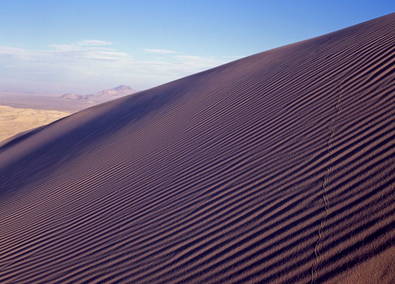 Beetle Tracks on Kelso Dunes