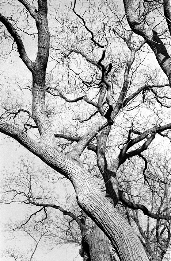Before the leaves