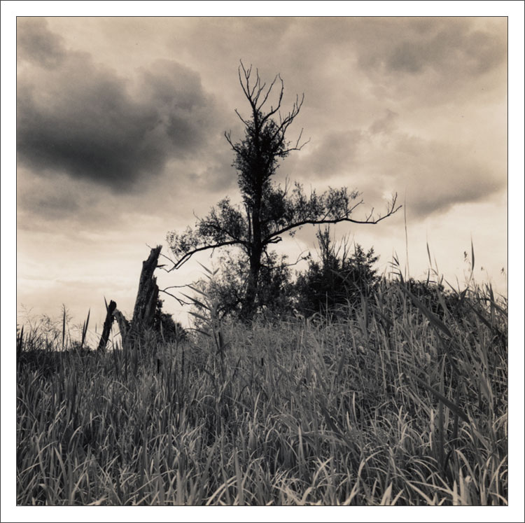 Before the rain comes