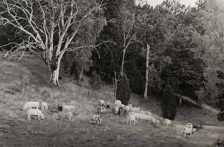 Being watched