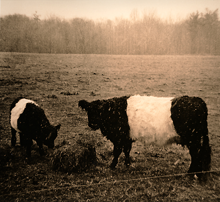 Belted Galloways