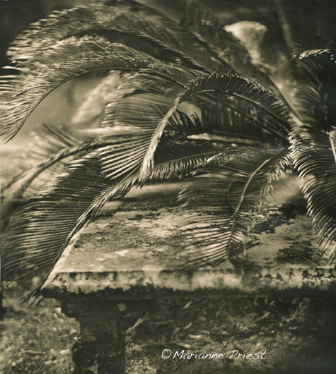 Bench And Palm