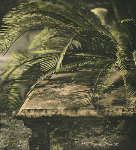 Bench And Palms Handcolored