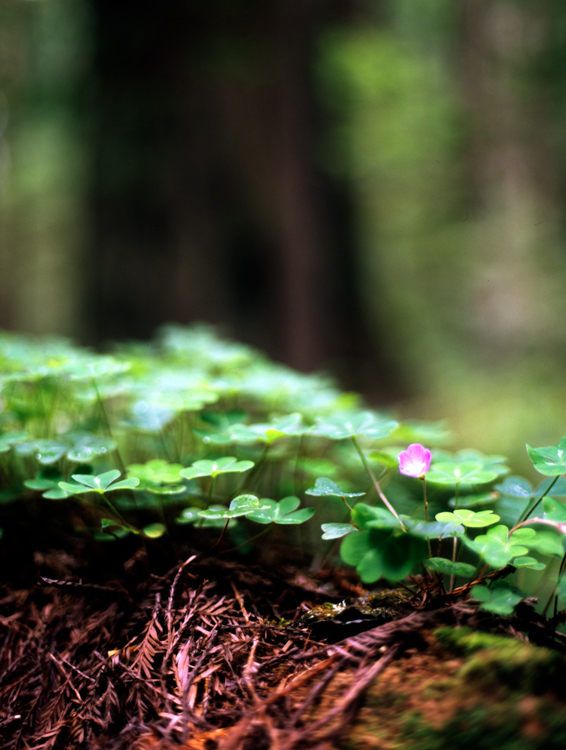 Beneath the redwoods...