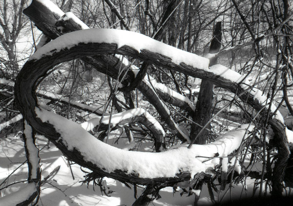 Bent Branches