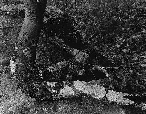 Bent Tree - Quabbin Reservoir