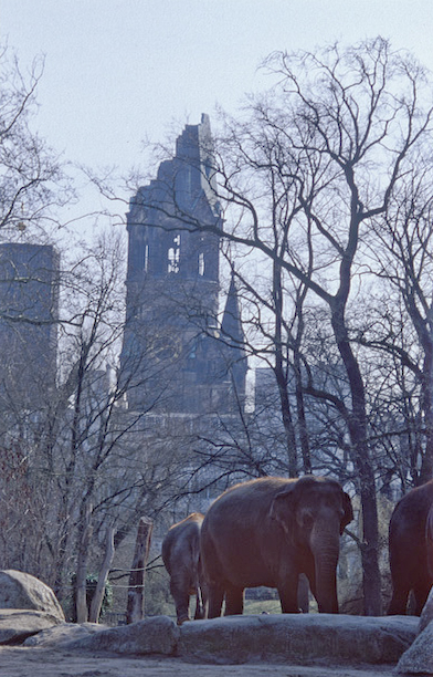 Berlin Zoo