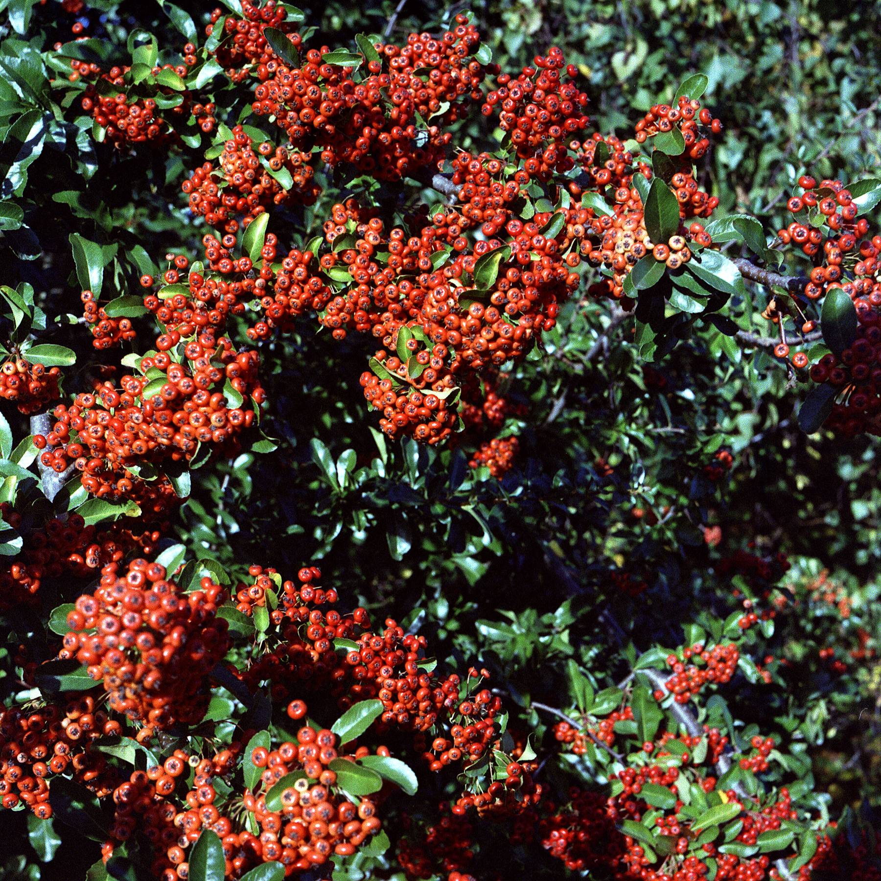 Berries for the Birds