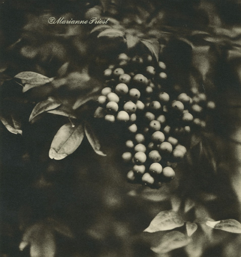 berries on fomatone