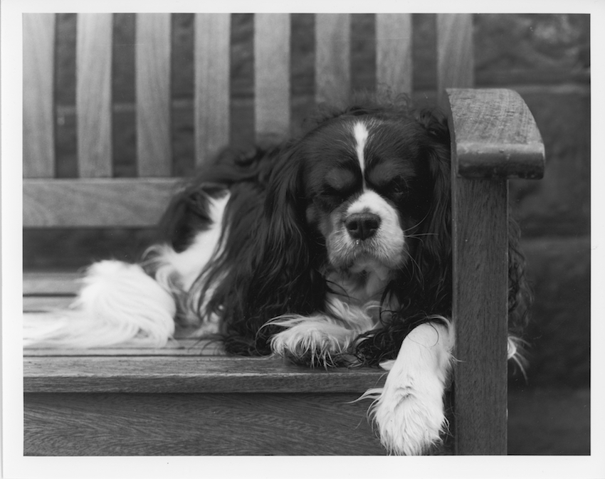 Bertie (print)