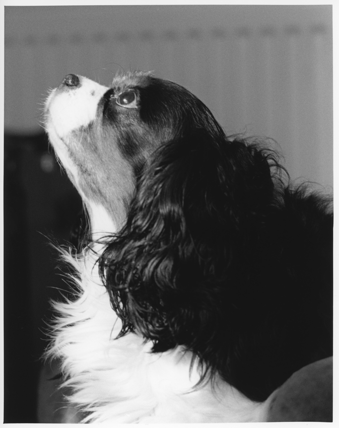 Bertie