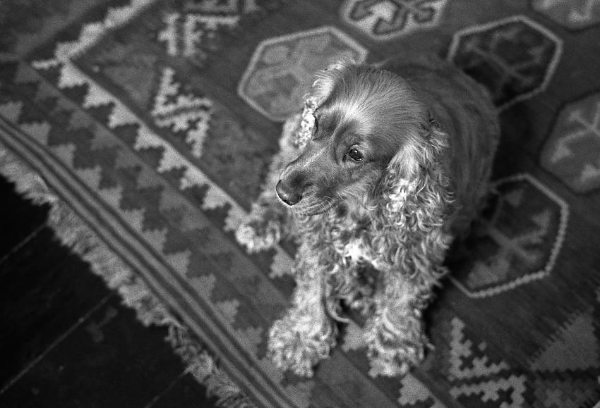 Best Model - Eva