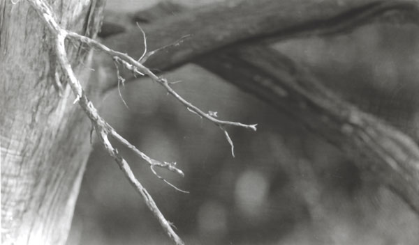 Between the branches