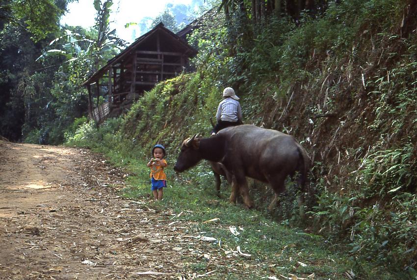 Big Animal, Little Kid