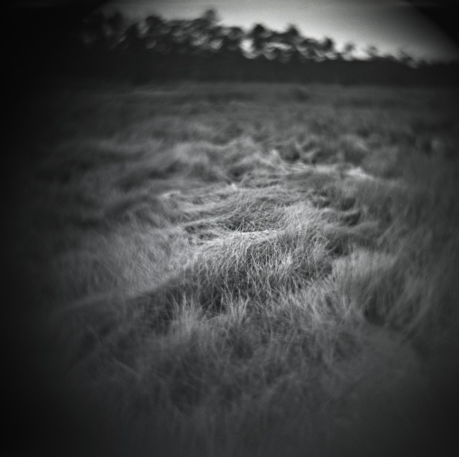 Big Branch Marsh NWR Louisiana