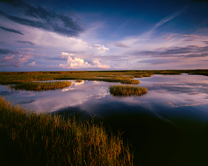 Big cypress marsh #1