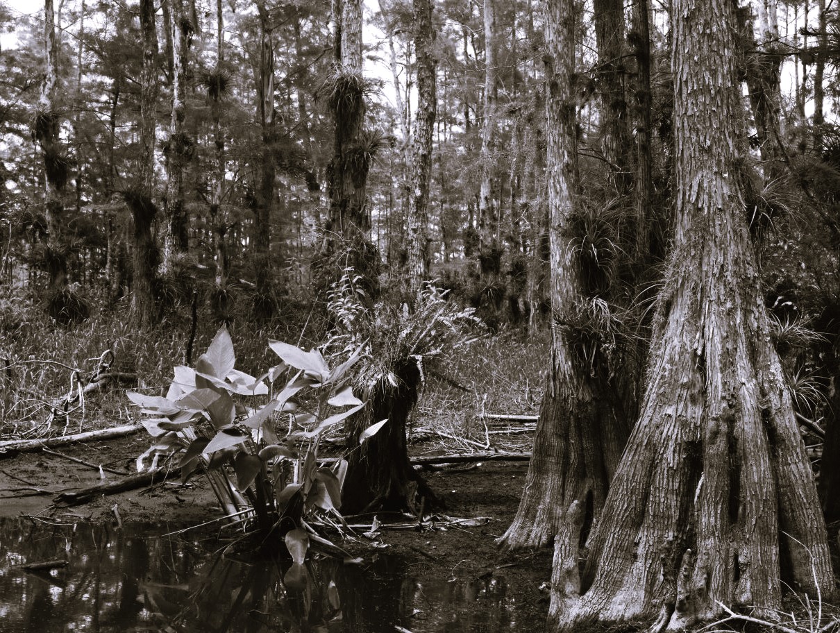 Big Cypress