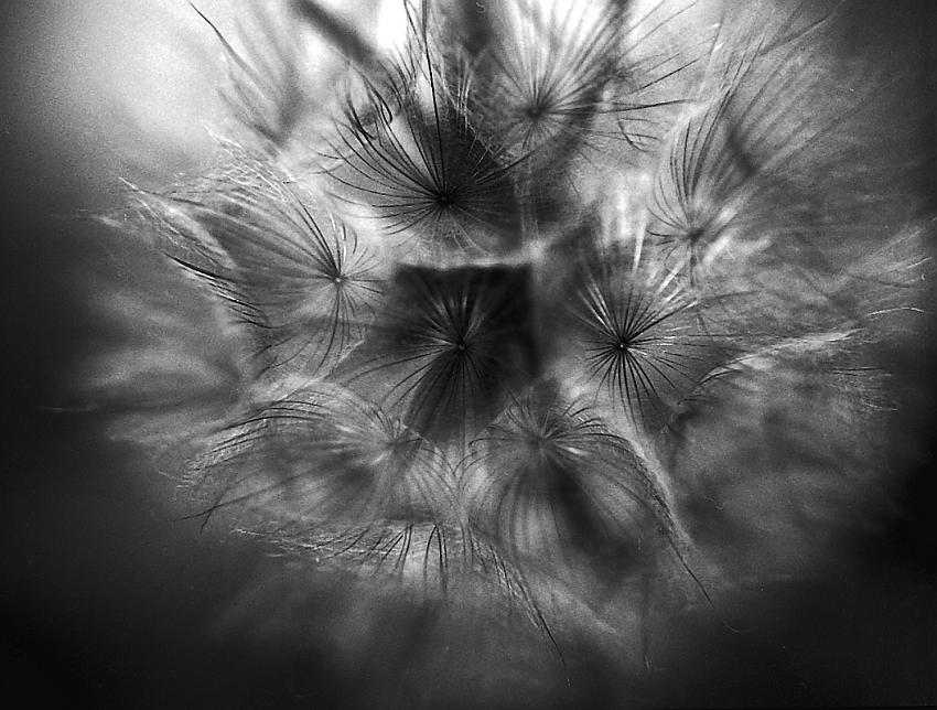 Big dandilion up close #1