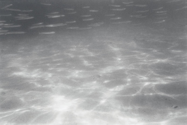 Big Fish Little Fish Swimming In The Water...