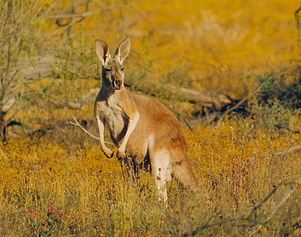 Big Red Roo