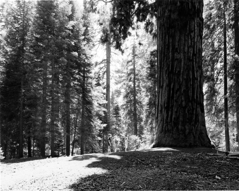 Big tree