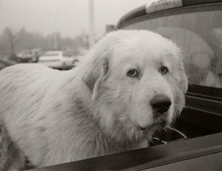 Big White Dog