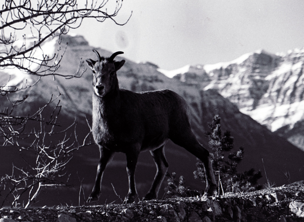 Bighorn sheep ewe