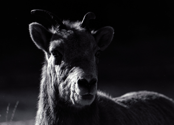 Bighorn sheep ewe
