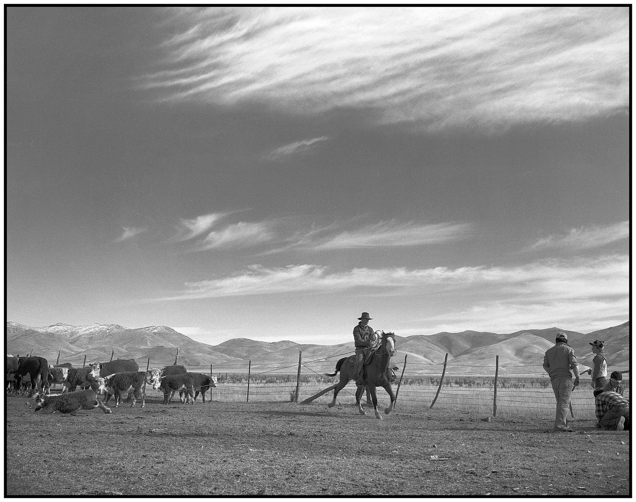 Bill Kane, Cowboss