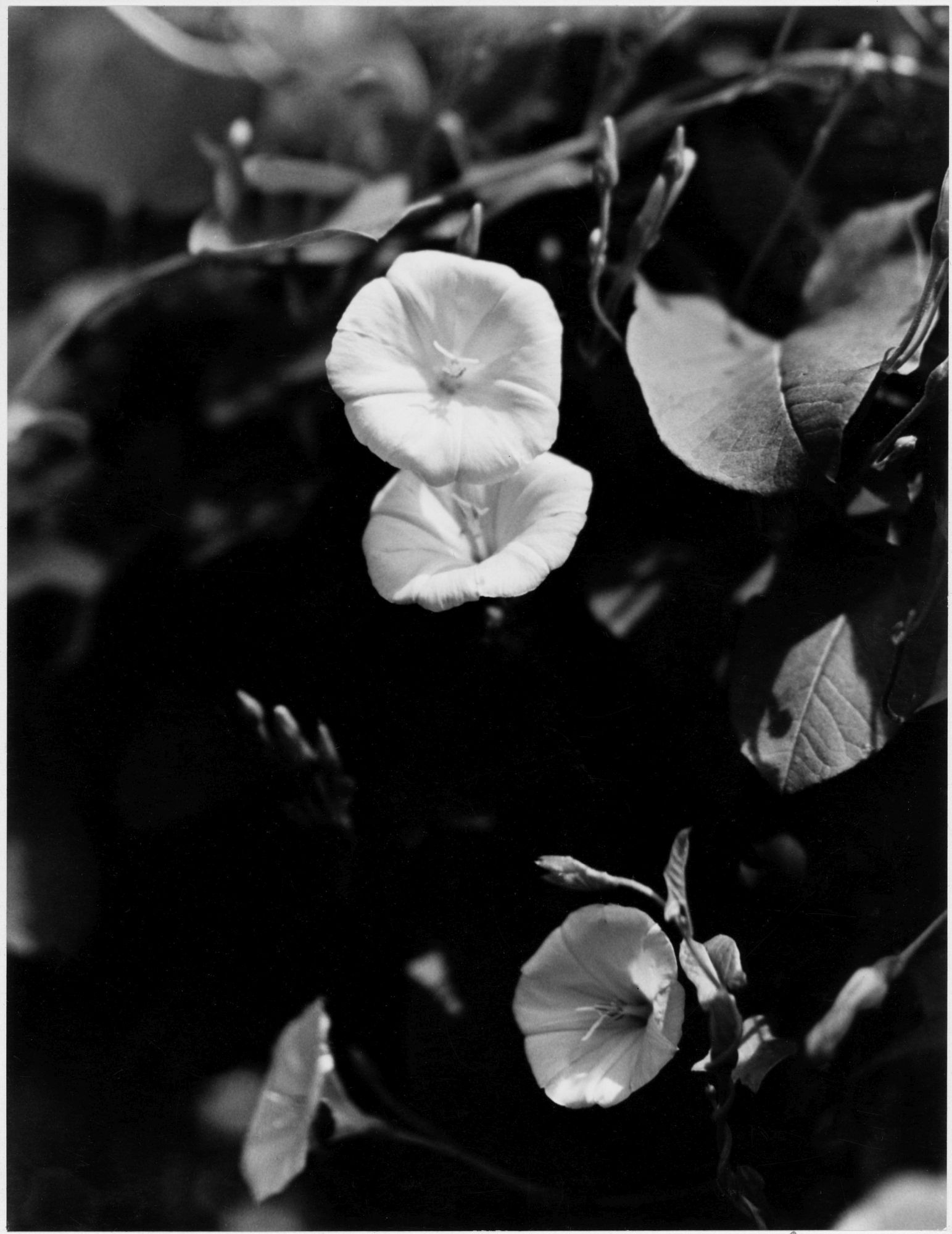 Bindweed