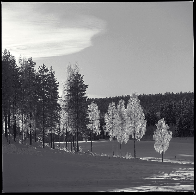 Birch in snow and light, II