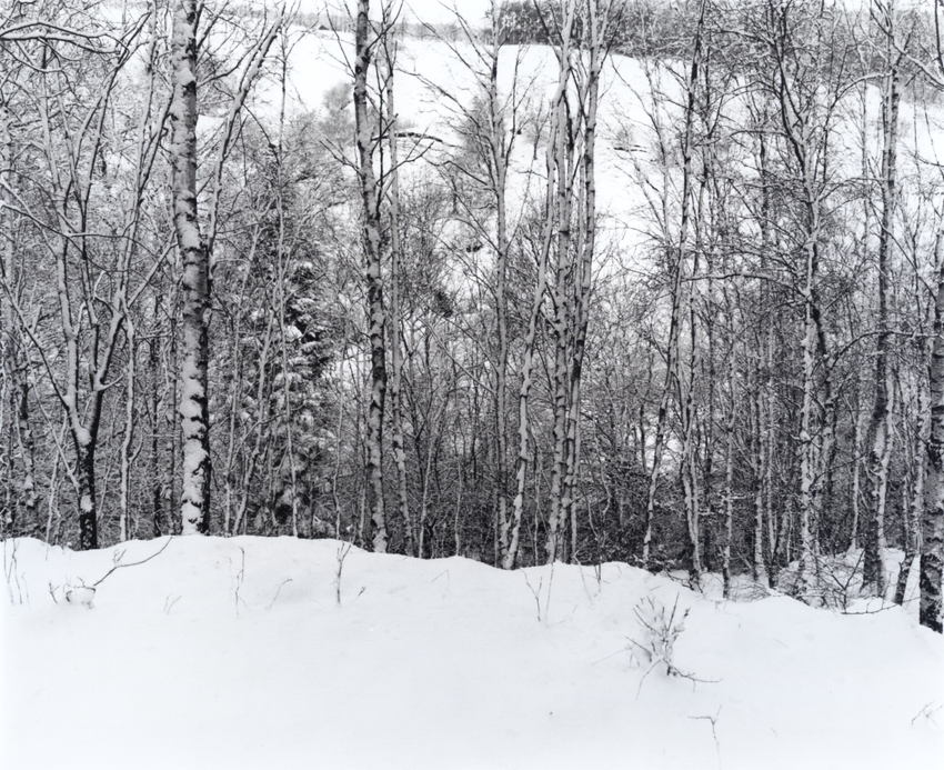 Birch in the snow