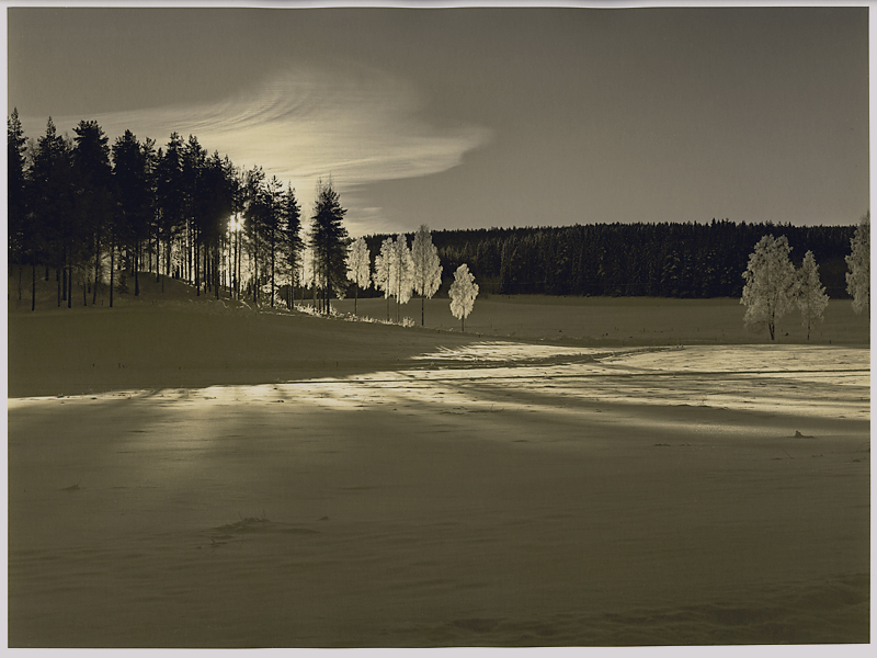 Birch, snow and light I [Print #2]