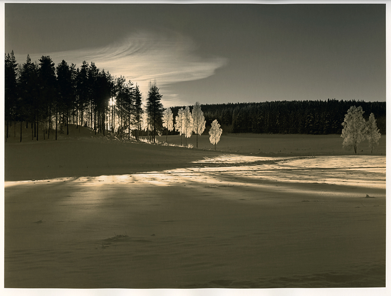 Birch, snow and light I [Print #3]