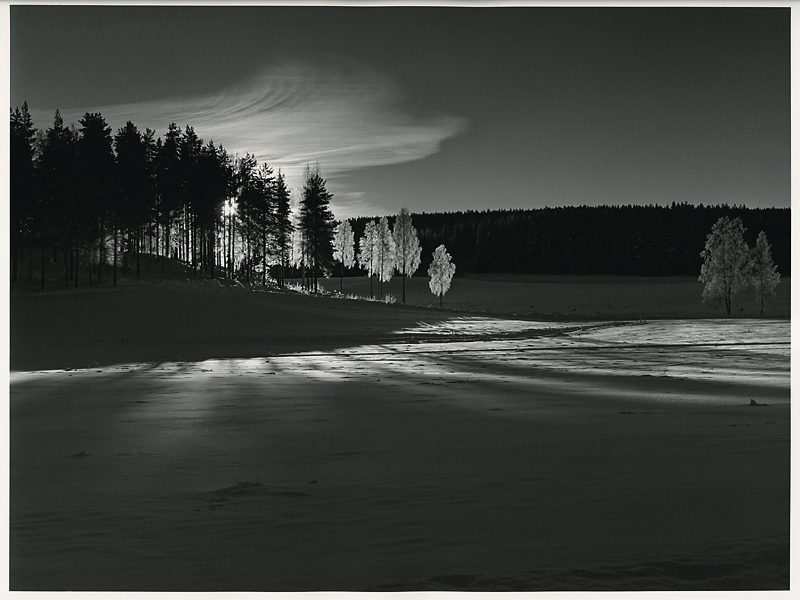 Birch, snow and light I [Print #4]