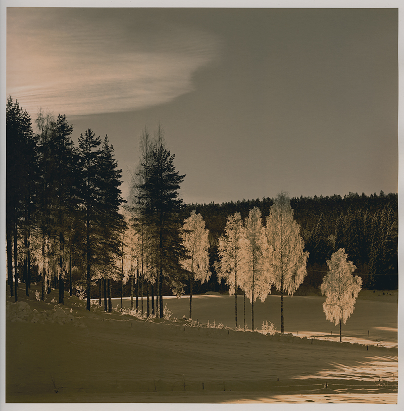 Birch, snow and light II [Print #3]