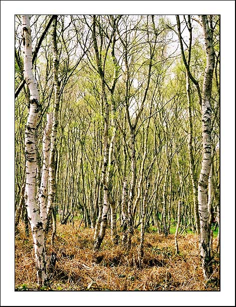 Birch stand