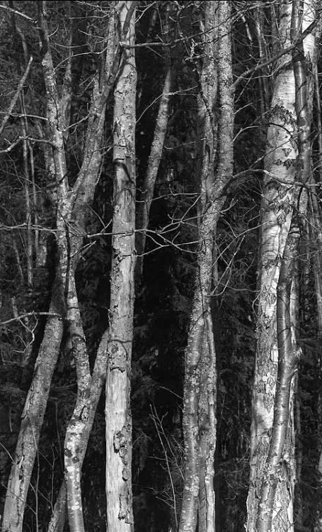 Birch tree, Alder end Spruce, early spring
