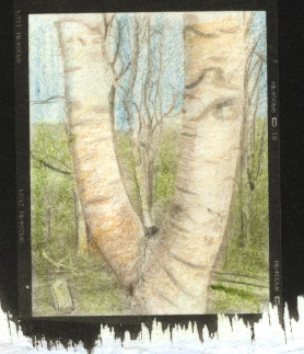 birch tree
