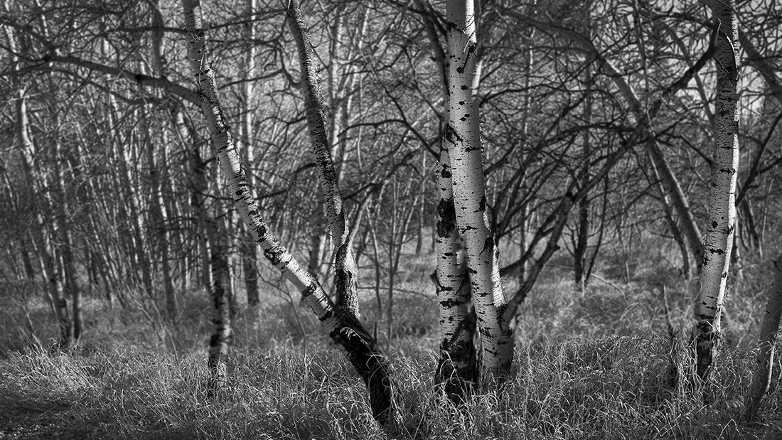 Birch Trees Fish Creek