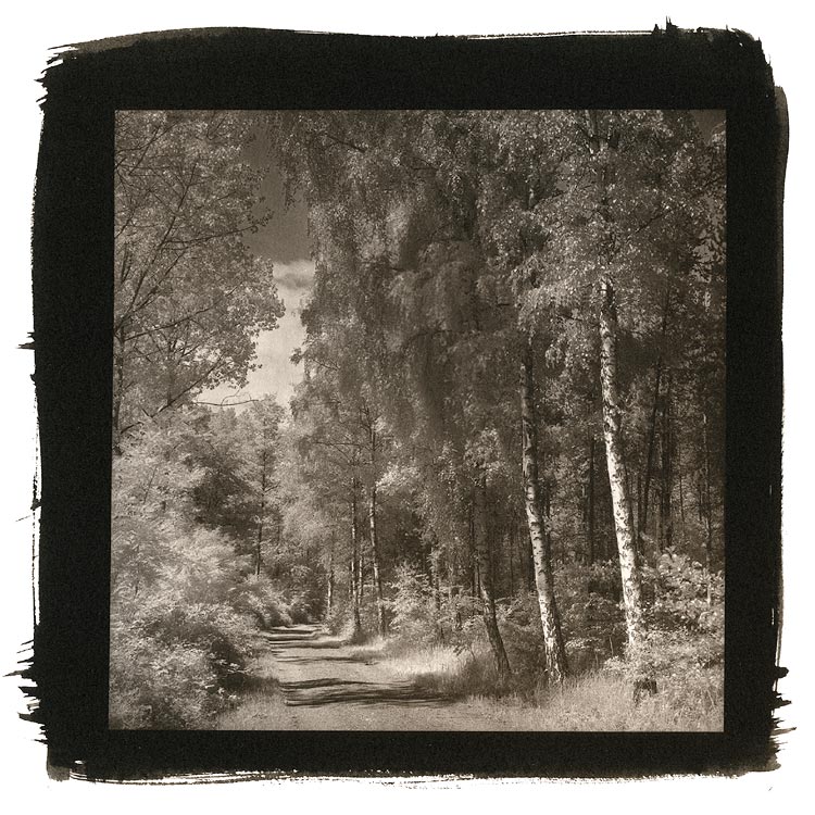 birch trees in sommerwind